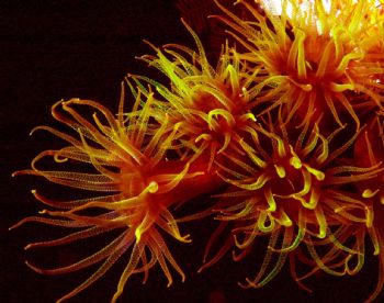 Sea Anemone, Truuk. Nikon D100 w/60m macro and Ikelite st... by Tom Huff 